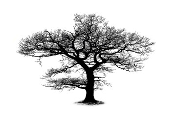 Oak tree silhouette isolated on white background