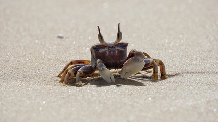 crab on the beach
