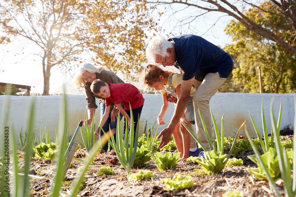 Wall mural Grandchildren Helping Grandparents To Look After Vegetables On Allotment