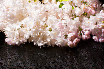 fluffy beautiful lilac on black background. Postcard