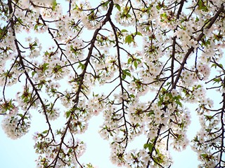 大島桜の花