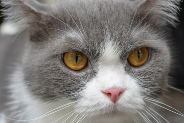 Cat on a background wallpaper.