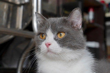 Cat on a background wallpaper.