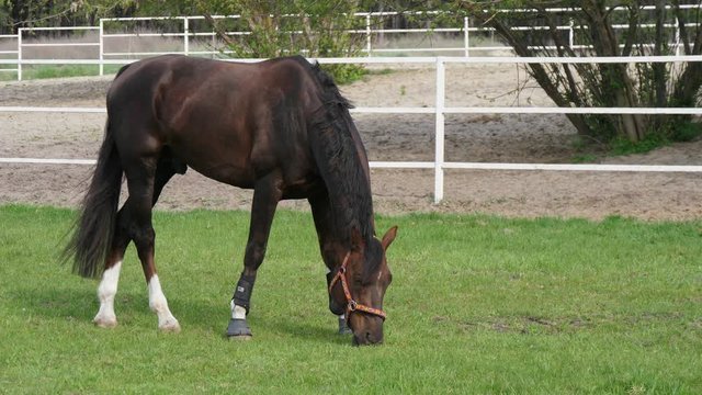 Aristocratic brown mare with the leather bridle eating sappy grass in slo-mo  
