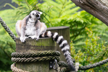 Ring-Tailed Lemur with view of his beautiful black and white striped tail