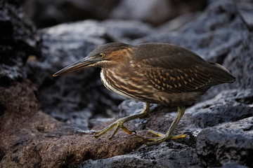 Juvenile Striated Heron stalking its prey