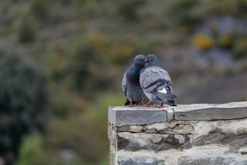 pigean ainsa