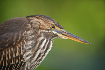 Closeup of a Juvenile Striated Heron