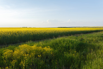 Rapeseed field near the meadow at sunset