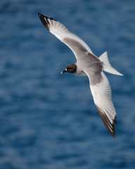 Fototapeta na wymiar Swallow-tailed Gull in flight