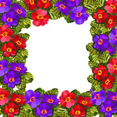 Primrose (primrose) flowers in a square frame floral background Card Watercolor