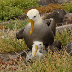 Waved Albatrosses copulating - Galapagos Islands