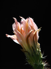 Fototapeta na wymiar Cactus Flower