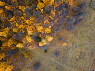 Autumn forest aerial drone view.
