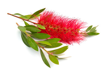 Flowering red Melaleuca, paperbarks, honey-myrtles or tea-tree, bottlebrush. Isolated on white background