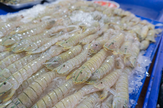 Oratosquilla nepa