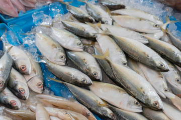 Fresh fish in the market