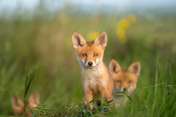 Young little Fox sits near his hole