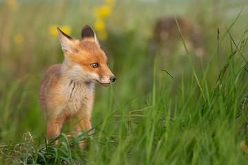Baby Fox. Young red Fox in grass near his hole