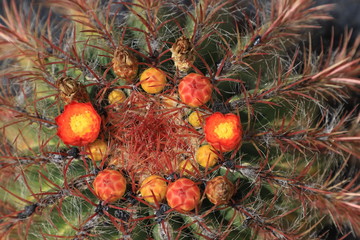 jardin de cactus