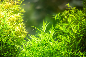 Close-up Details of Aquarium Algae or Green Seaweed as Decor of Interior at Apartment 