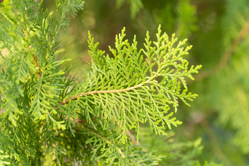Pine trees of green leaves