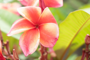 Frangipani Flower Or Leelawadee