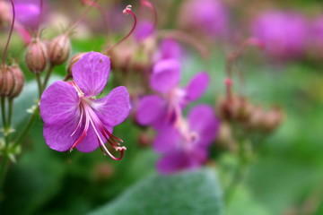 Geranium macrorrhizum, crane's bill in bloom 