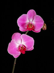 Studio portrait of the Hybrid pink Orchid Phalaenopsis