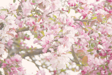 cherry blossom tree background