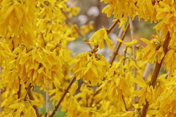 Forsythia bloom in the village after rain close-up. spring landscape, the revival of nature. yellow flowers on the olive tree