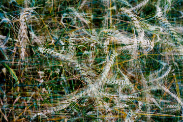 Wheat field on a sunny spring day