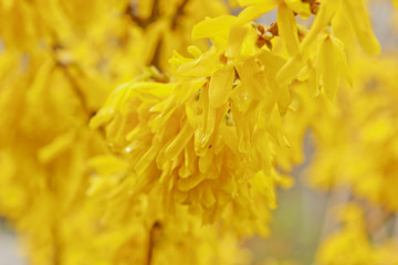 Forsythia bloom in the village after rain close-up. spring landscape, the revival of nature. yellow flowers on the olive tree