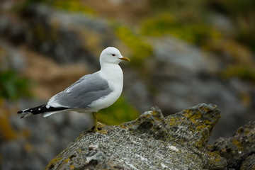 Larus canus. Norway's wildlife. Beautiful picture. From the life of birds. Free nature. Runde Island in Norway. Scandinavian wildlife. North of Europe. Picture. Seashore. A wonderful shot of wild natu