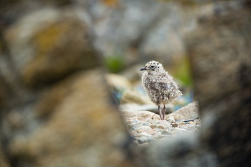 Larus canus. Norway's wildlife. Beautiful picture. From the life of birds. Free nature. Runde Island in Norway. Scandinavian wildlife. North of Europe. Picture. Seashore. A wonderful shot of wild natu