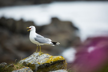 Larus canus. Norway's wildlife. Beautiful picture. From the life of birds. Free nature. Runde Island in Norway. Scandinavian wildlife. North of Europe. Picture. Seashore. A wonderful shot of wild natu
