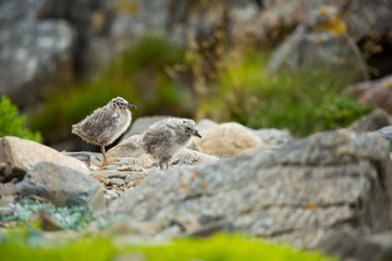 Larus canus. Norway's wildlife. Beautiful picture. From the life of birds. Free nature. Runde Island in Norway. Scandinavian wildlife. North of Europe. Picture. Seashore. A wonderful shot of wild natu