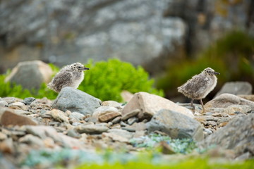 Larus canus. Norway's wildlife. Beautiful picture. From the life of birds. Free nature. Runde Island in Norway. Scandinavian wildlife. North of Europe. Picture. Seashore. A wonderful shot of wild natu