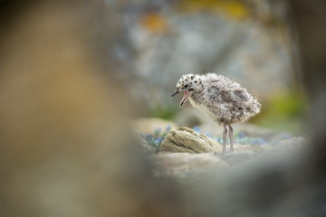Larus canus. Norway's wildlife. Beautiful picture. From the life of birds. Free nature. Runde Island in Norway. Scandinavian wildlife. North of Europe. Picture. Seashore. A wonderful shot of wild natu