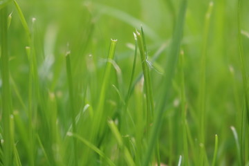 Close Up Of Fresh Grass With Water Drops In The Early Morning