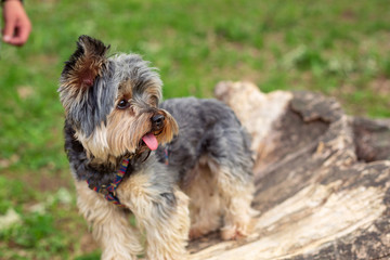 Beautiful Yorkshire Terrier enjoying outdoor.