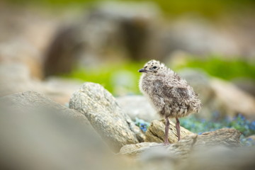 Larus canus. Norway's wildlife. Beautiful picture. From the life of birds. Free nature. Runde Island in Norway. Scandinavian wildlife. North of Europe. Picture. Seashore. A wonderful shot of wild natu