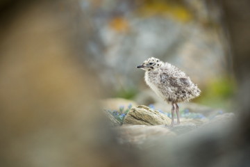 Larus canus. Norway's wildlife. Beautiful picture. From the life of birds. Free nature. Runde Island in Norway. Scandinavian wildlife. North of Europe. Picture. Seashore. A wonderful shot of wild natu