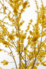 Forsythia bloom in the village after rain close-up. spring landscape, the revival of nature. yellow flowers on the olive tree