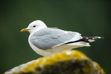 Larus canus. Norway's wildlife. Beautiful picture. From the life of birds. Free nature. Runde Island in Norway. Scandinavian wildlife. North of Europe. Picture. Seashore. A wonderful shot of wild natu