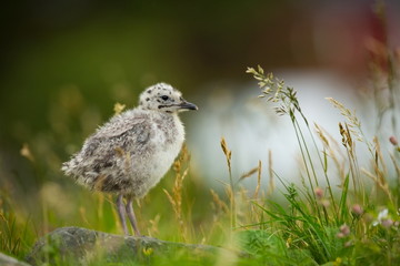 Larus canus. Norway's wildlife. Beautiful picture. From the life of birds. Free nature. Runde Island in Norway. Scandinavian wildlife. North of Europe. Picture. Seashore. A wonderful shot of wild natu