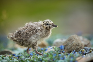 Larus canus. Norway's wildlife. Beautiful picture. From the life of birds. Free nature. Runde Island in Norway. Scandinavian wildlife. North of Europe. Picture. Seashore. A wonderful shot of wild natu