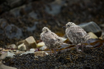 Larus canus. Norway's wildlife. Beautiful picture. From the life of birds. Free nature. Runde Island in Norway. Scandinavian wildlife. North of Europe. Picture. Seashore. A wonderful shot of wild natu