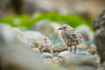 Larus canus. Norway's wildlife. Beautiful picture. From the life of birds. Free nature. Runde Island in Norway. Scandinavian wildlife. North of Europe. Picture. Seashore. A wonderful shot of wild natu