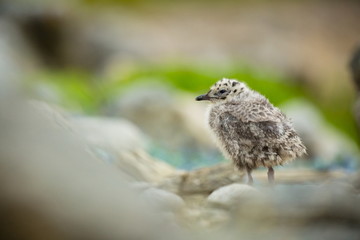 Larus canus. Norway's wildlife. Beautiful picture. From the life of birds. Free nature. Runde Island in Norway. Scandinavian wildlife. North of Europe. Picture. Seashore. A wonderful shot of wild natu
